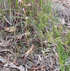 Stylidium graminifolium at Cook, ACT - 16 Oct 2020