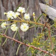 Acacia genistifolia (Early Wattle) at Mount Painter - 2 Sep 2020 by drakes