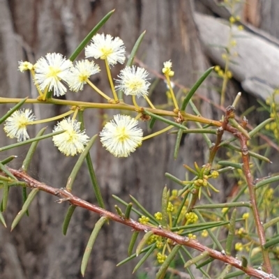 Acacia genistifolia (Early Wattle) at Mount Painter - 2 Sep 2020 by drakes