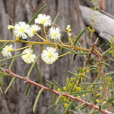 Acacia genistifolia (Early Wattle) at Cook, ACT - 3 Sep 2020 by drakes