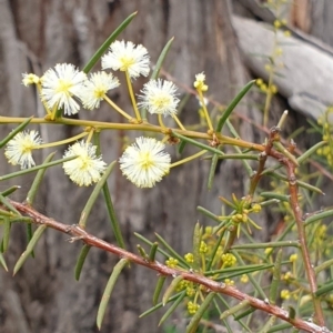 Acacia genistifolia at Cook, ACT - 3 Sep 2020
