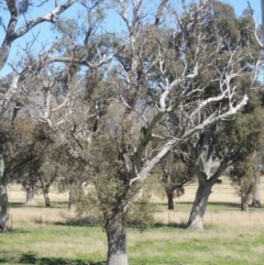 Eucalyptus blakelyi (Blakely's Red Gum) at Gordon, ACT - 14 Sep 2020 by michaelb