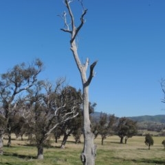 Eucalyptus sp. (dead tree) (Dead Hollow-bearing Eucalypt) at Gordon, ACT - 14 Sep 2020 by michaelb