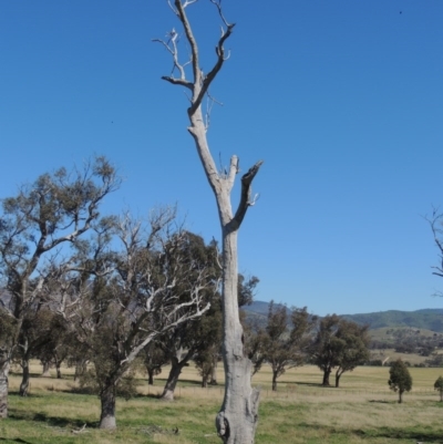 Eucalyptus sp. (dead tree) (Dead Hollow-bearing Eucalypt) at Gordon, ACT - 14 Sep 2020 by MichaelBedingfield