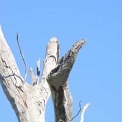 Eucalyptus sp. (dead tree) at Gordon, ACT - 14 Sep 2020
