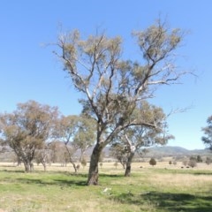 Eucalyptus blakelyi (Blakely's Red Gum) at Gordon, ACT - 14 Sep 2020 by MichaelBedingfield