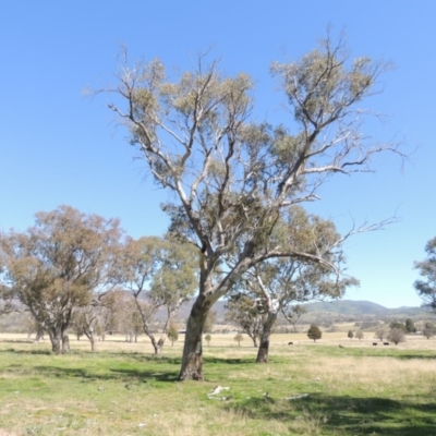 Eucalyptus blakelyi (Blakely's Red Gum) at Gordon, ACT - 14 Sep 2020 by michaelb