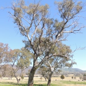 Eucalyptus blakelyi at Tharwa, ACT - 14 Sep 2020