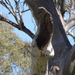 Eucalyptus blakelyi at Gordon, ACT - 14 Sep 2020