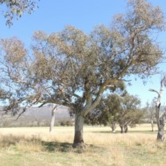 Eucalyptus blakelyi (Blakely's Red Gum) at Gordon, ACT - 14 Sep 2020 by michaelb