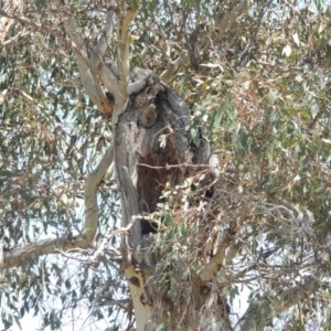 Eucalyptus blakelyi at Tharwa, ACT - 14 Sep 2020