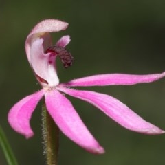Caladenia congesta (Pink Caps) at ANBG - 28 Oct 2020 by TimL
