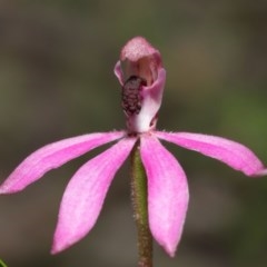 Caladenia congesta at Downer, ACT - 28 Oct 2020