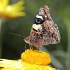 Vanessa itea (Yellow Admiral) at ANBG - 28 Oct 2020 by TimL