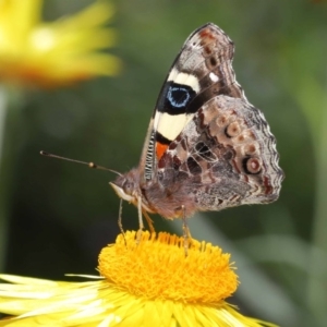 Vanessa itea at Acton, ACT - 28 Oct 2020 12:17 PM