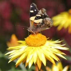 Vanessa itea at Acton, ACT - 28 Oct 2020 12:17 PM