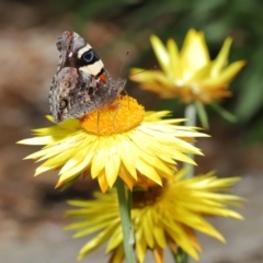 Vanessa itea at Acton, ACT - 28 Oct 2020 12:17 PM