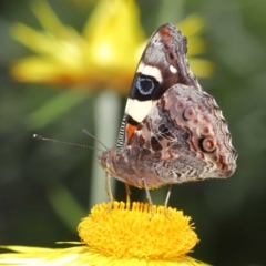 Vanessa itea at Acton, ACT - 28 Oct 2020 12:17 PM