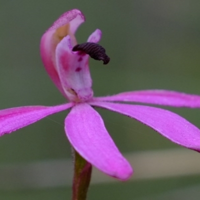 Caladenia congesta (Pink Caps) at Denman Prospect, ACT - 28 Oct 2020 by Kurt