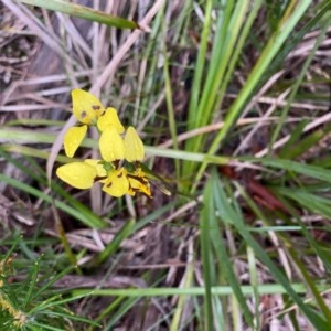 Diuris sulphurea at Berrima - suppressed