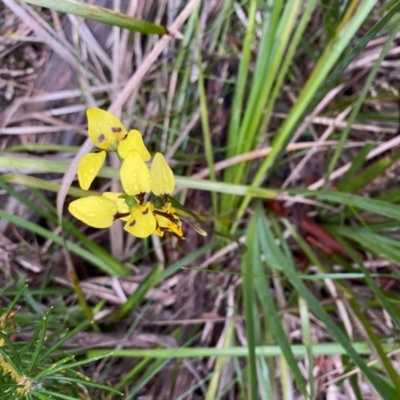 Diuris sulphurea (Tiger Orchid) at Wingecarribee Local Government Area - 27 Oct 2020 by KarenG