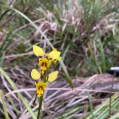 Diuris sulphurea at Berrima - suppressed