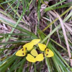 Diuris sulphurea at Berrima - suppressed