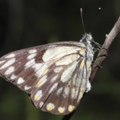 Belenois java (Caper White) at ANBG - 27 Oct 2020 by TimL