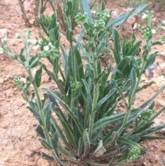 Hackelia suaveolens (Sweet Hounds Tongue) at Majura, ACT - 28 Oct 2020 by JaneR