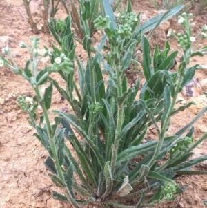 Hackelia suaveolens at Majura, ACT - 28 Oct 2020