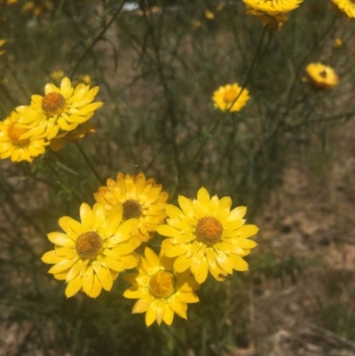 Xerochrysum viscosum (Sticky Everlasting) at Wodonga - 28 Oct 2020 by Alburyconservationcompany