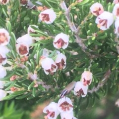 Cryptandra sp. Floriferous (W.R.Barker 4131) W.R.Barker at Mount Ainslie - 28 Oct 2020 by JaneR