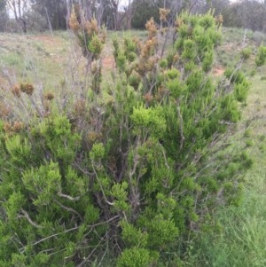 Cryptandra sp. Floriferous (W.R.Barker 4131) W.R.Barker at Majura, ACT - 28 Oct 2020