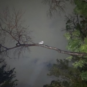 Podargus strigoides at Garran, ACT - 28 Oct 2020