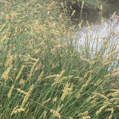 Carex tereticaulis (Poongort) at Majura, ACT - 28 Oct 2020 by JaneR