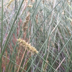 Carex tereticaulis at Majura, ACT - 28 Oct 2020 05:23 PM