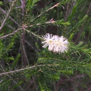 Melaleuca parvistaminea at Downer, ACT - 27 Oct 2020 06:46 PM