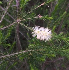 Melaleuca parvistaminea (Small-flowered Honey-myrtle) at Downer, ACT - 27 Oct 2020 by JaneR