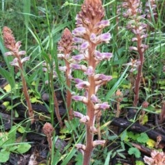 Orobanche minor (Broomrape) at Mount Majura - 26 Oct 2020 by JaneR