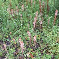 Orobanche minor at Hackett, ACT - 26 Oct 2020