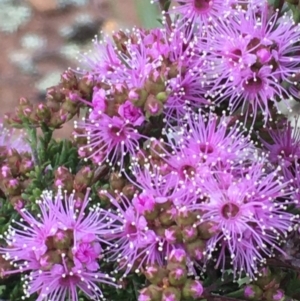 Kunzea parvifolia at Watson, ACT - 23 Oct 2020 06:48 PM