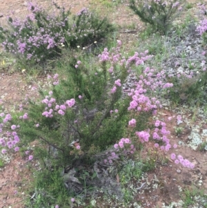 Kunzea parvifolia at Watson, ACT - 23 Oct 2020