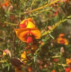 Dillwynia sp. at Wodonga - 29 Oct 2020 by Alburyconservationcompany