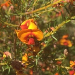 Dillwynia sp. at Baranduda, VIC - 29 Oct 2020 by Alburyconservationcompany