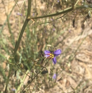 Dianella revoluta var. revoluta at Bandiana, VIC - 29 Oct 2020 11:29 AM