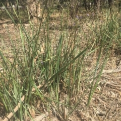 Dianella revoluta var. revoluta at Bandiana, VIC - 29 Oct 2020 11:29 AM