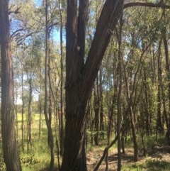 Eucalyptus macrorhyncha (Red Stringybark) at Wodonga - 29 Oct 2020 by Alburyconservationcompany