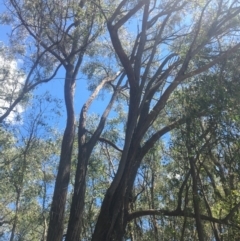Eucalyptus macrorhyncha at Baranduda, VIC - 29 Oct 2020
