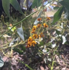 Daviesia latifolia (Hop Bitter-Pea) at Baranduda, VIC - 29 Oct 2020 by Alburyconservationcompany