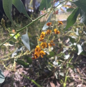 Daviesia latifolia at Baranduda, VIC - 29 Oct 2020 12:05 PM